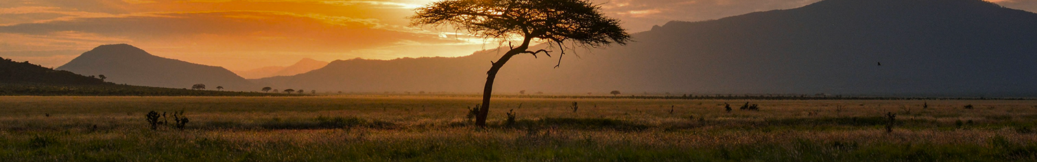 African landscape with acacia tree at sunset